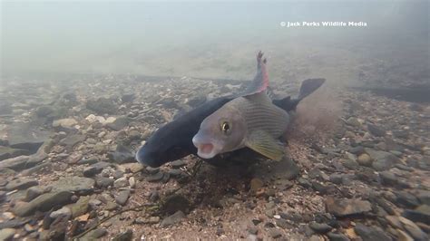 Grayling Spawning Funny Fish Sex Youtube