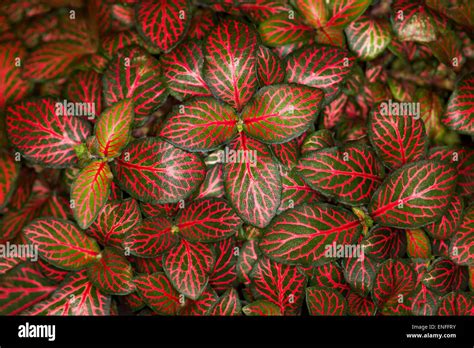 Fittonia Albivenis Mosaic Nerve Plant Mass Of Spectacular Bright