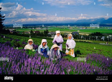 Lavender fields, Furano, Hokkaido, Japan Stock Photo - Alamy