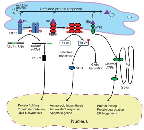 Endoplasmic Reticulum Protein Synthesis