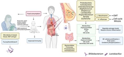 Microorganisms Free Full Text Modulating Microbiota As A New