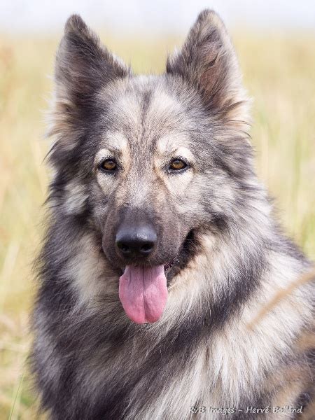 Chien Berger Allemand Poil Long Chaska Son Of Apache De La L Gende Du