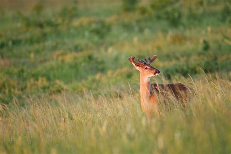 White Tailed Deer Buck By Stocksy Contributor Paul Tessier Stocksy