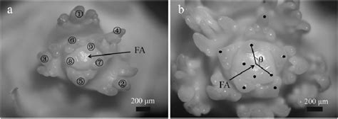 Observation of primordium structure and morphology of the Paeonia ...