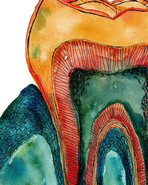 Tooth Bone And Gingiva Watercolor Print Abstract Dental Anatomy Art