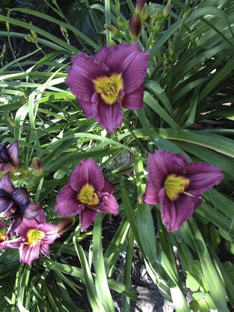 Purple Doro Daylily Stephi Gardens