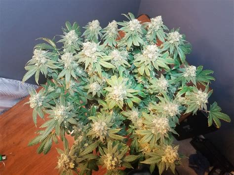 Green Crack Buy Green Crack Seeds Online Humboldt Seeds Uk