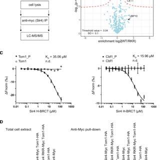 Top Promotes The Formation Of Facultative Heterochromatin A Model