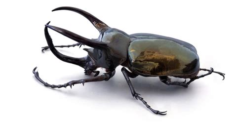 The 10 Largest Beetles In The World Imp World