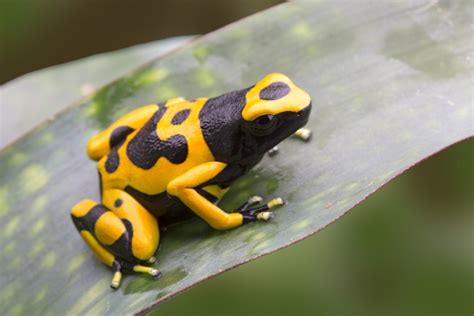 Bumblebee Dart Frog Care Guide Lifespan Diet Pictures And More Hepper