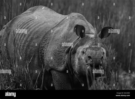 The Indian Rhinoceros Rhinoceros Unicornis In The Grasslands Of