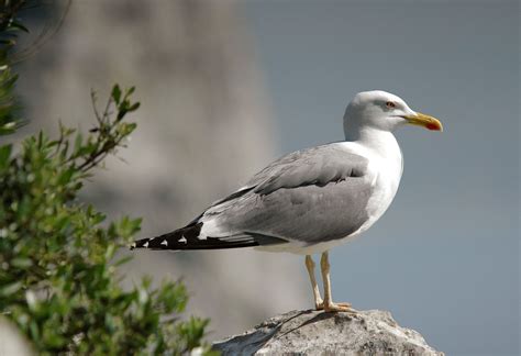 Yellow-legged Gull | Audubon Field Guide