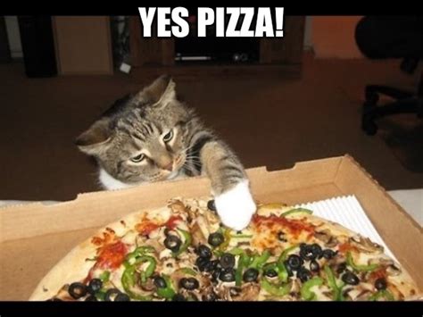 Pizza Cat Meme