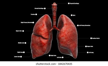 3d Illustration Anatomy Lungs Stock Illustration 1842670435 | Shutterstock