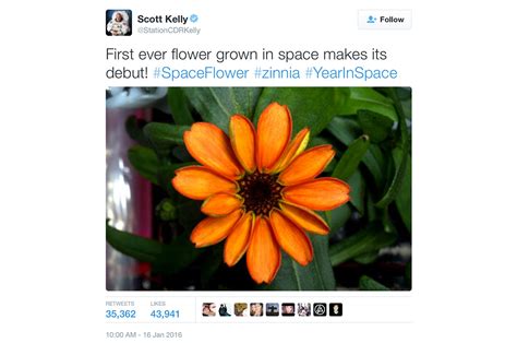 First Flower Grown In Space Or Not Zinnia Blooms Aboard Space