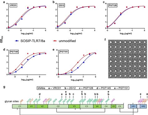 Conjugation Of A Toll‐like Receptor Agonist To Glycans Of An Hiv Native