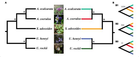 The Phylogenetic Analysis Using Concatenate A And Coalescent Method