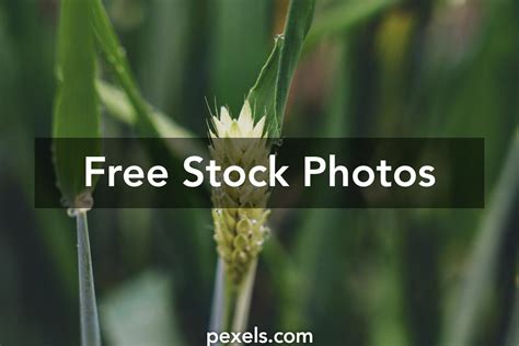 Phalaris Minor In Wheat Field Photos Download The Best Free Phalaris