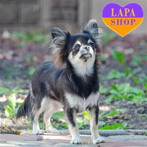 Black And Tan Long Haired Chihuahua