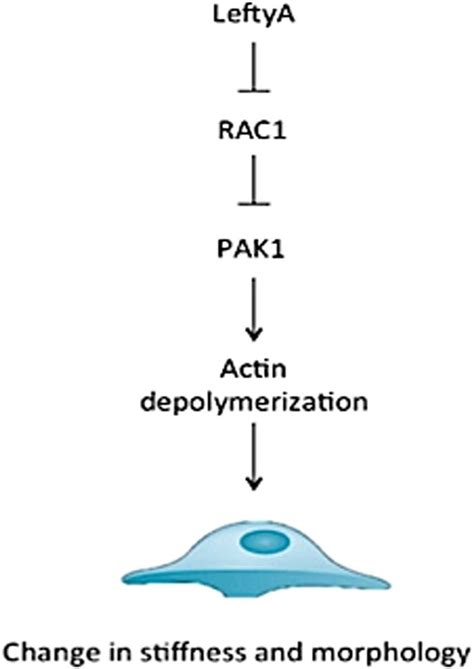 Schematic Showing How Stiffness Of Ishikawa Cells Is Affected By