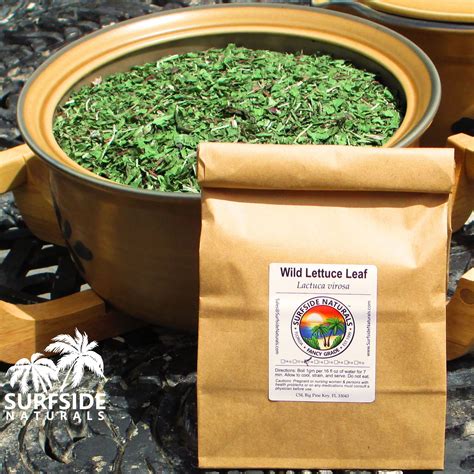 Wild Lettuce | Leaf | Certified Organic | Lactuca Virosa – Surfside