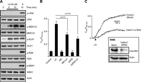 Erk Activation In Human Taste Bud Cells Regulates Fatty Acid