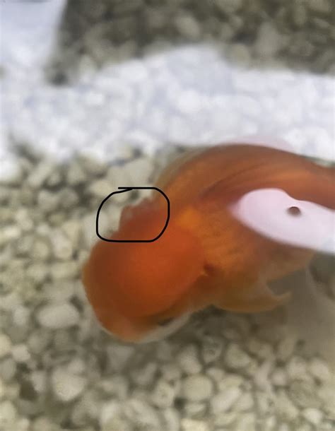 Is this a fungus infection? : r/Goldfish