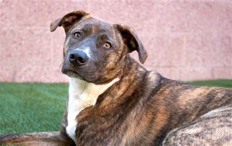 13 Brilliant Brindle Dog Breeds Striped Colors And Lookin Good