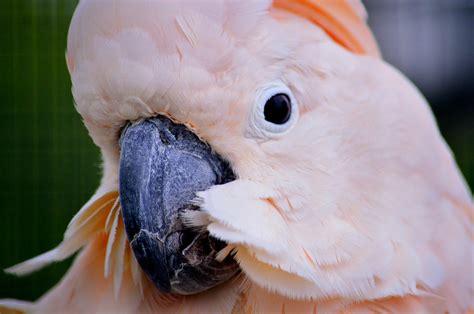 Pink Moluccan Cockatoo Parrot Photograph By Srinivasan Venkatarajan