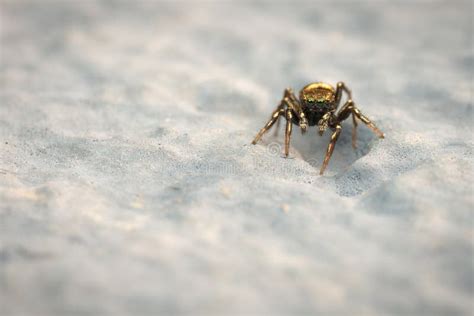 Small jumping spider stock photo. Image of small, animal - 24234480