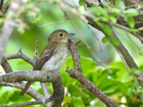 キビタキ♀ー1 写真共有サイト「フォト蔵」