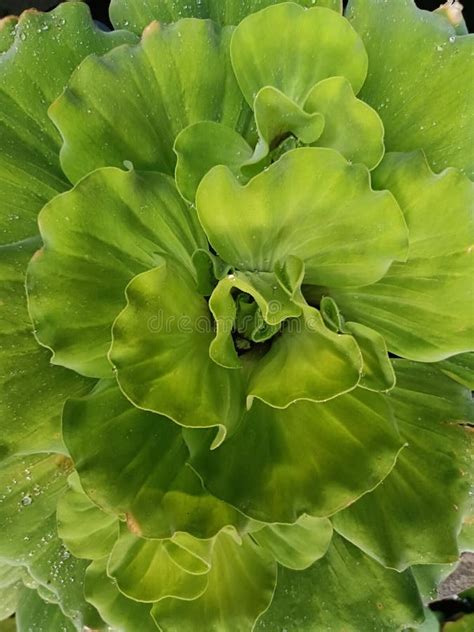 Fresh Water Plant Known As Water Lettuce Or Pistia Stratiotes Are In