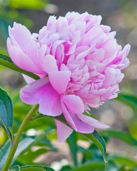 Peony Sarah Bernhardt Bare Roots Buy Pink Peonies Online At Farmer