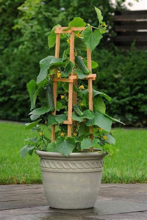 Easy Diy Gardening Ideas With Vegetables That Surprised You