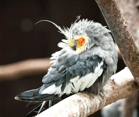 Why Are My Cockatiels Tail Feathers Falling Out Dr Cockatiel