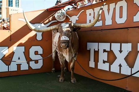 Bevo Texas Longhorns Football Texas Football Texas Sports