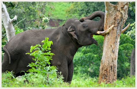 incredible purposes  elephant tusks phangan elephant sanctuary