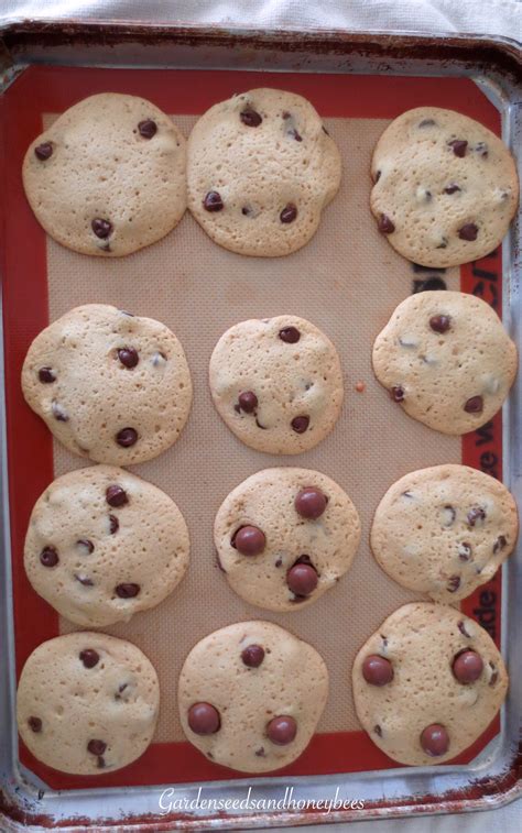 Malt Chocolate Chip Cookies - Garden Seeds and Honey Bees