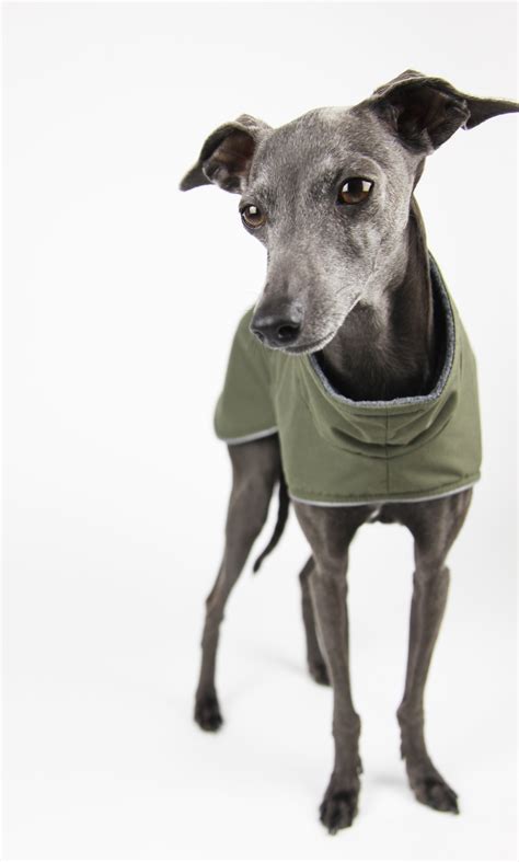 Italian Greyhound Coat Windsor Khaki — Jute And Sable Luxury