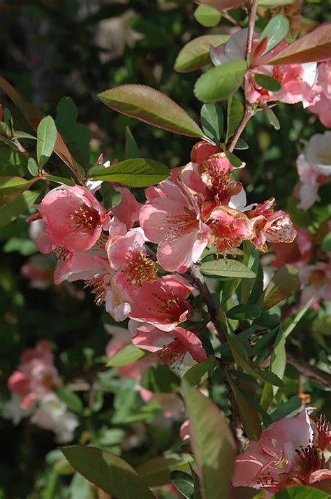 Toyo Nishiki Flowering Quince Chaenomeles Speciosa Toyo Nishiki In Issaquah Seattle Bellevue