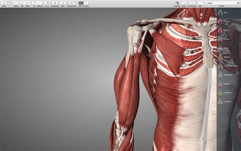 Msk Upper Limb I Anterior Diagram Quizlet