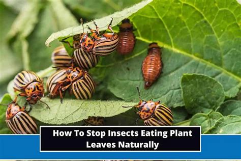 How To Stop Insects Eating Plant Leaves Naturally