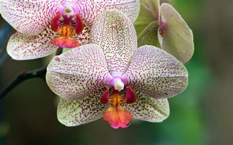 Orchid Flowers – Flowerinfo.org