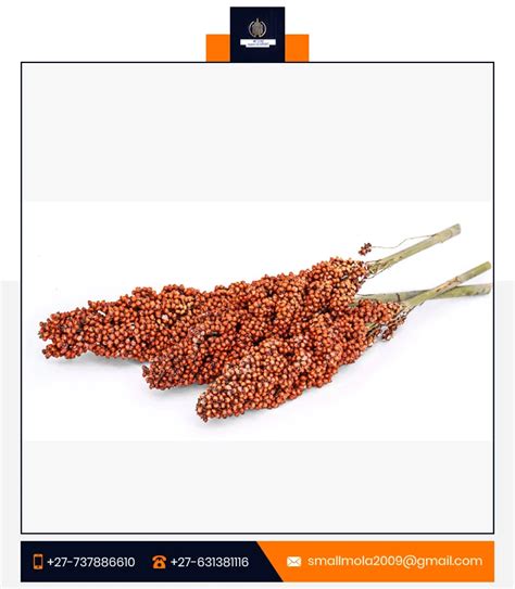 Sorghum Best Quality White Sorghum Bulk Red Sorghum For Sale Buy