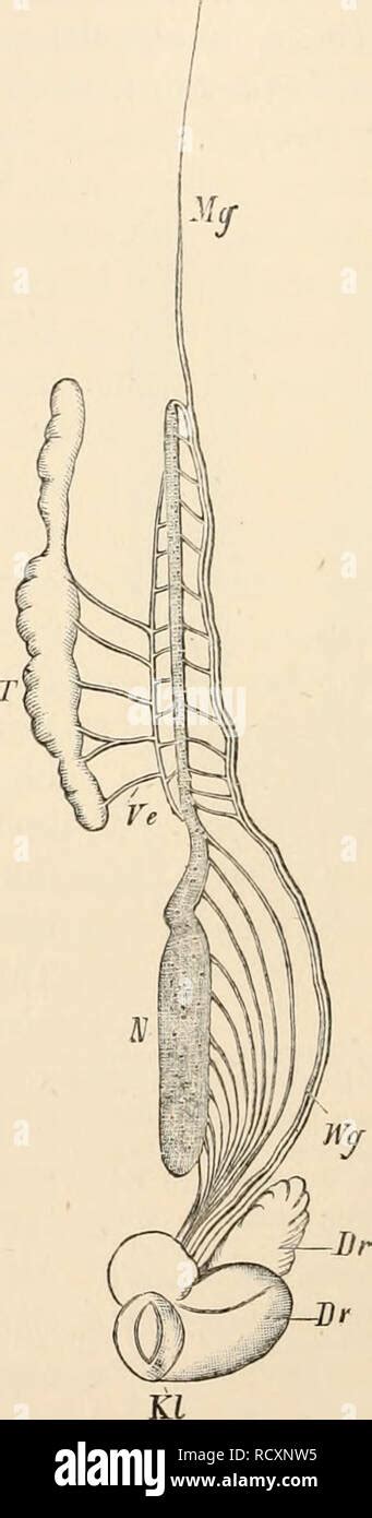 Modified Kidney Hi Res Stock Photography And Images Alamy