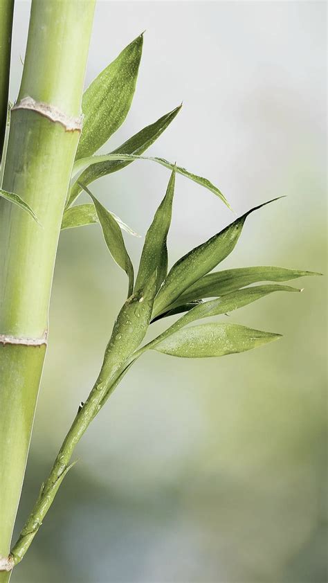 Lucky Bamboo Wallpaper 4k - Infoupdate.org