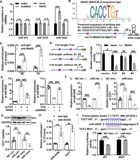 Snai Mir Axis Negative Feedback Regulates Tcf Expression A The