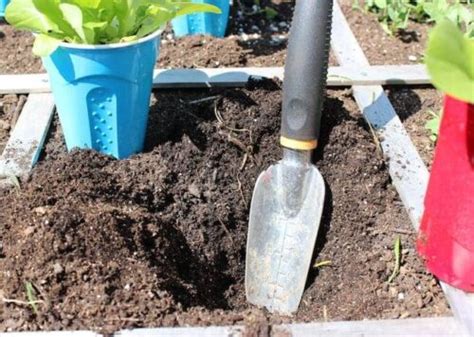 Consejos para trasplantar una planta correctamente Eco Jardín Mágico