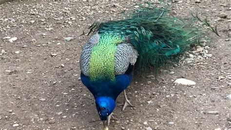 The Most Beautiful Peacock Dance Display Ever Peacocks Opening