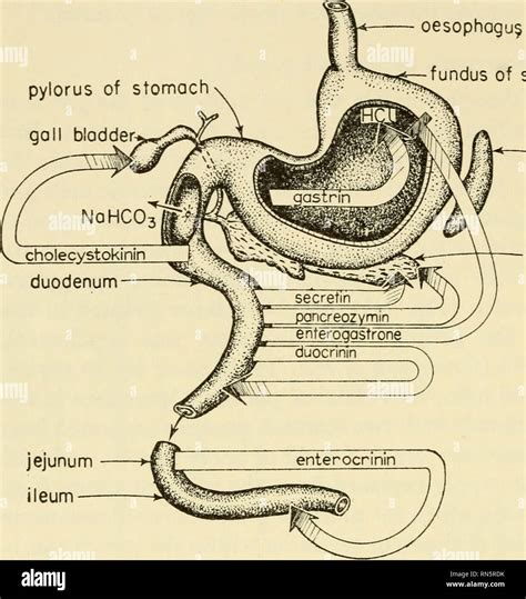 . Animal hormones; a comparative survey. Hormones. 120 KINETIC HORMONES ...